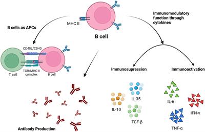 Current understanding of the immune potential of B-cell subsets in malarial pathogenesis